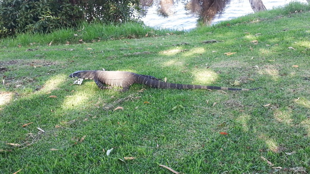 Tierbesuch im Campground Mallacoota Foreshore