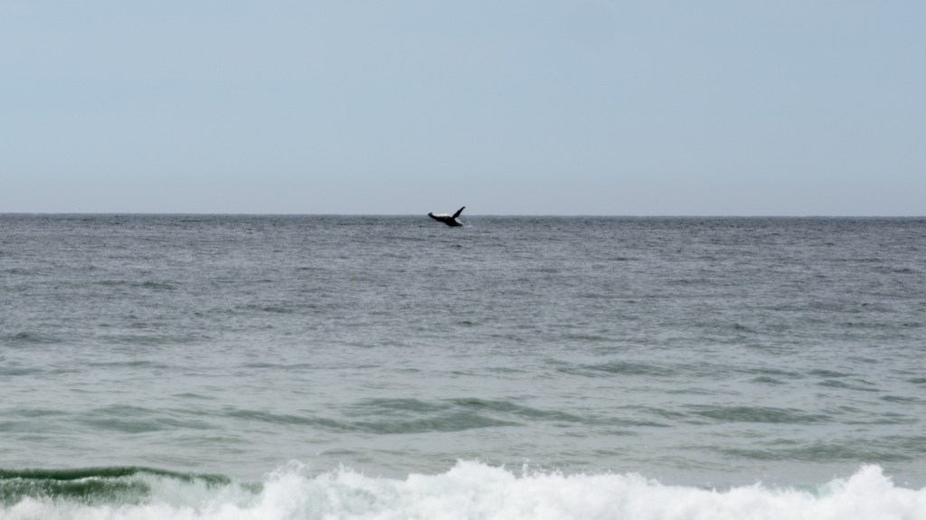 Buckelwale haben Spass – und ich umso mehr…