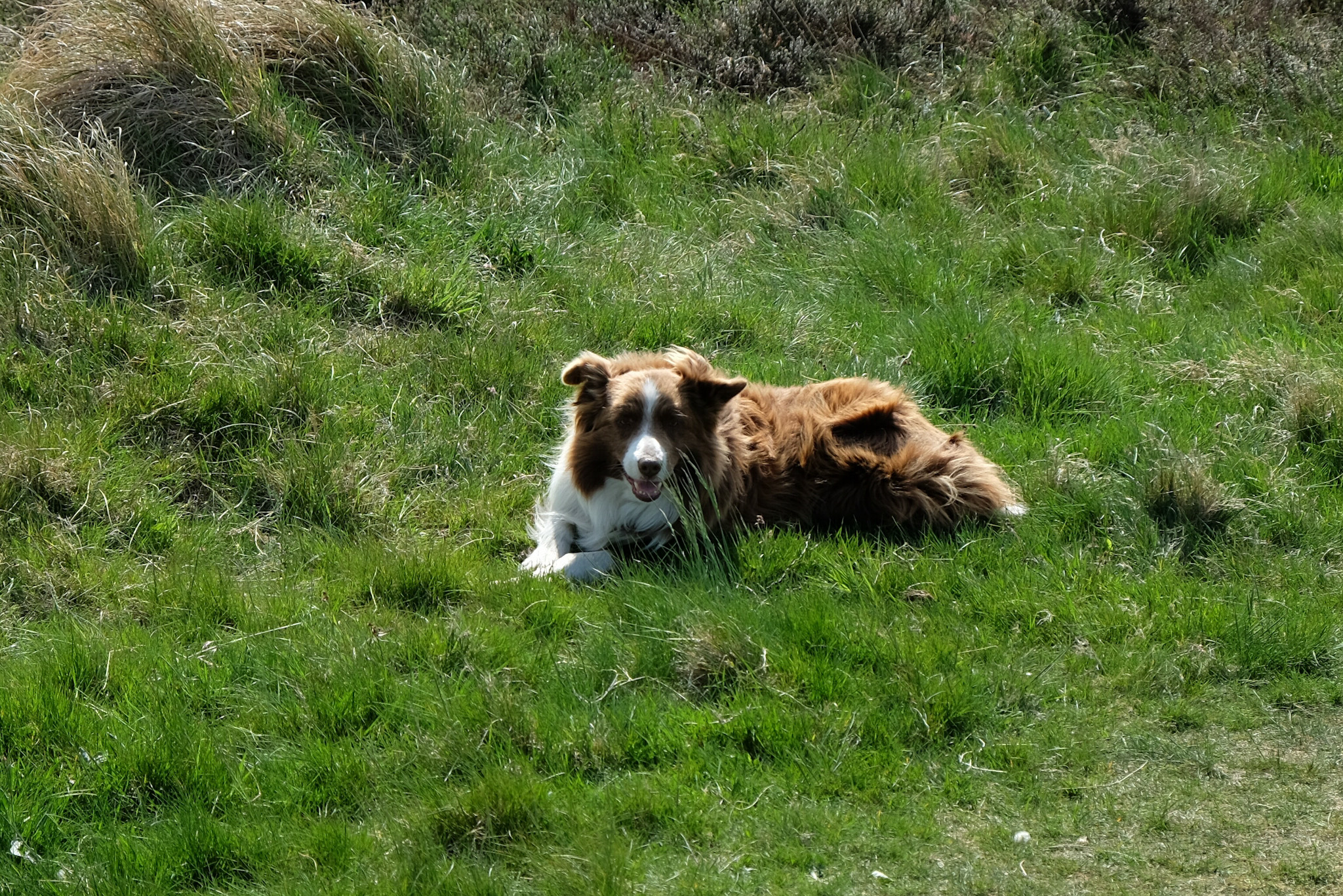 Hirtehund in der Braderuper Heide