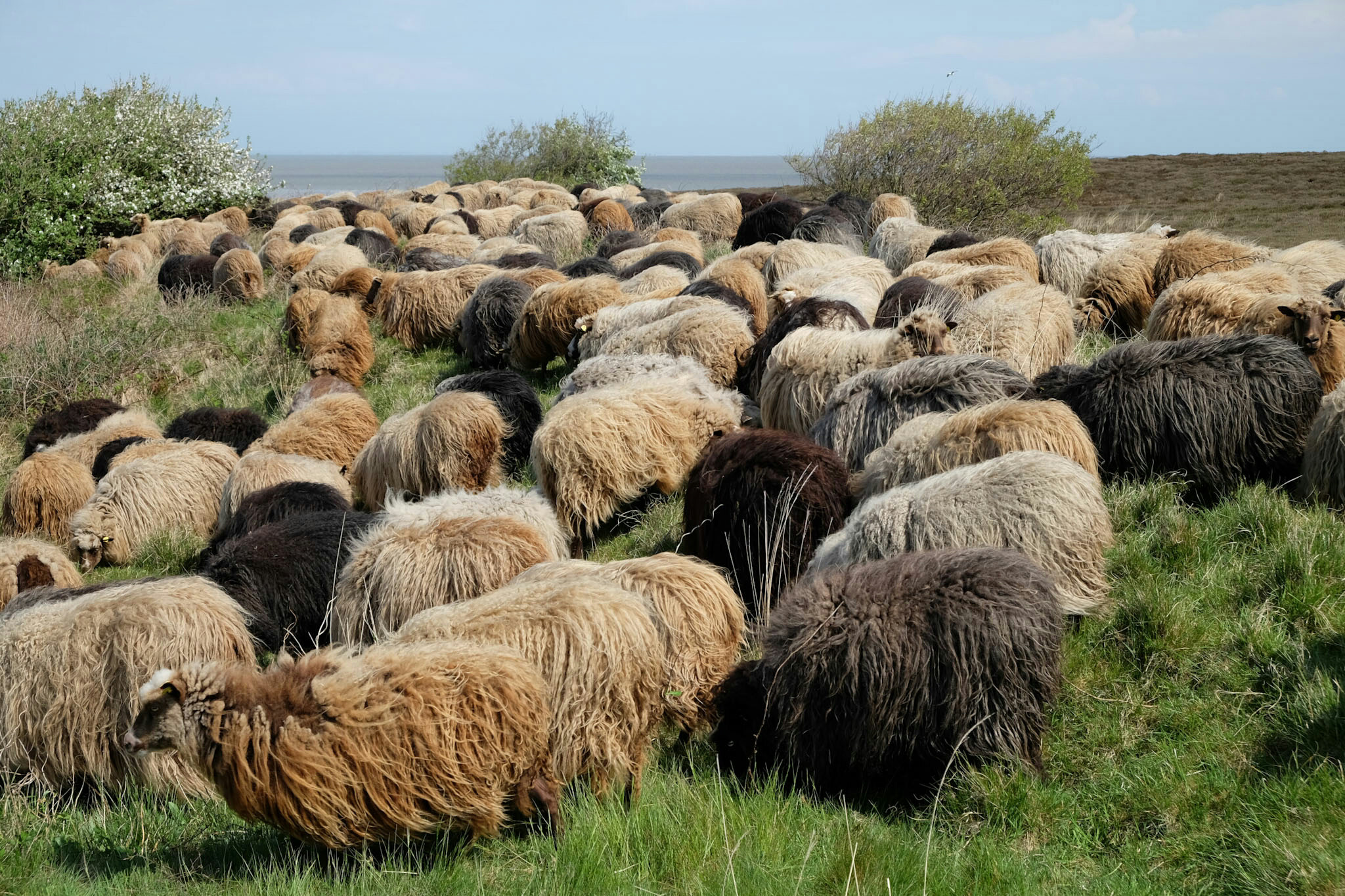 Heidschnucken in der Braderuper Heide