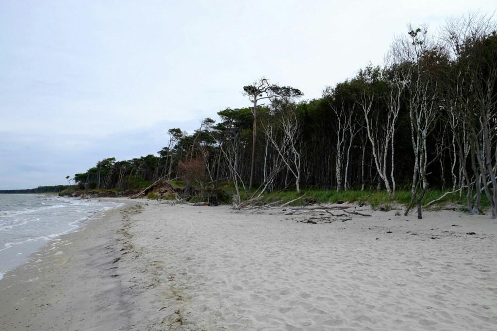 Der wild-romantische Darsser Weststrand