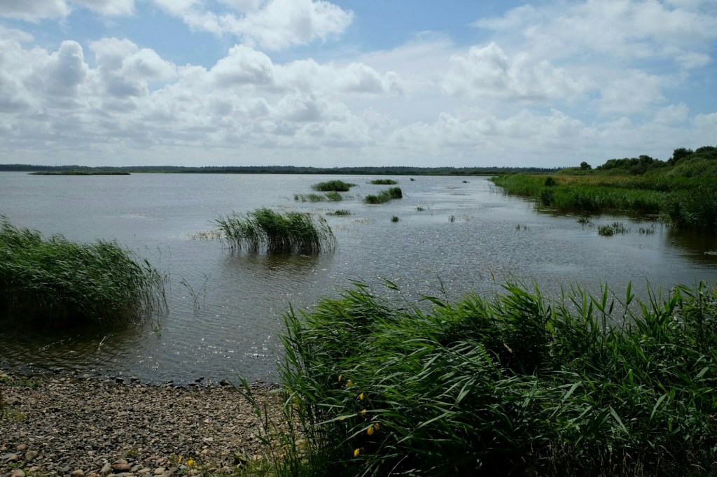 Filsø – das botanische&nbsp;Wunder