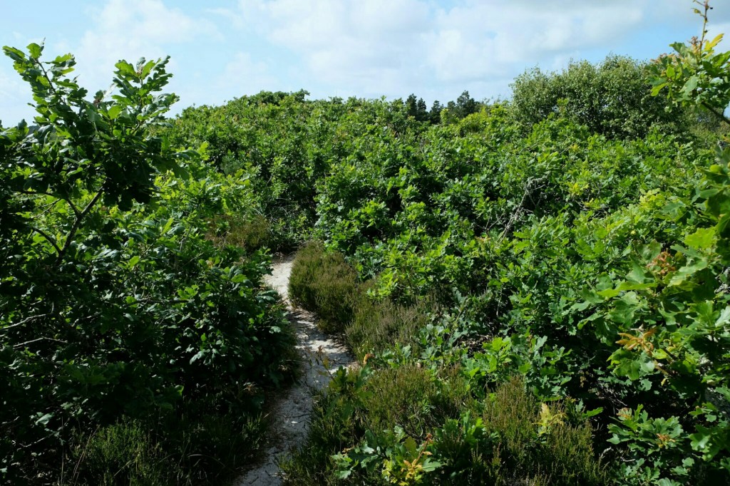 In Baumkronen auf Sandboden&nbsp;wandern