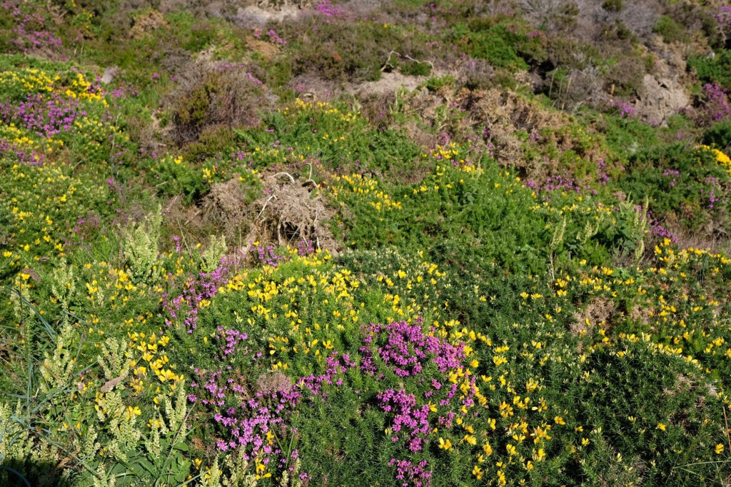 Cap d’Erquy – Im Abendlicht durch die blühende Heide&nbsp;wandern