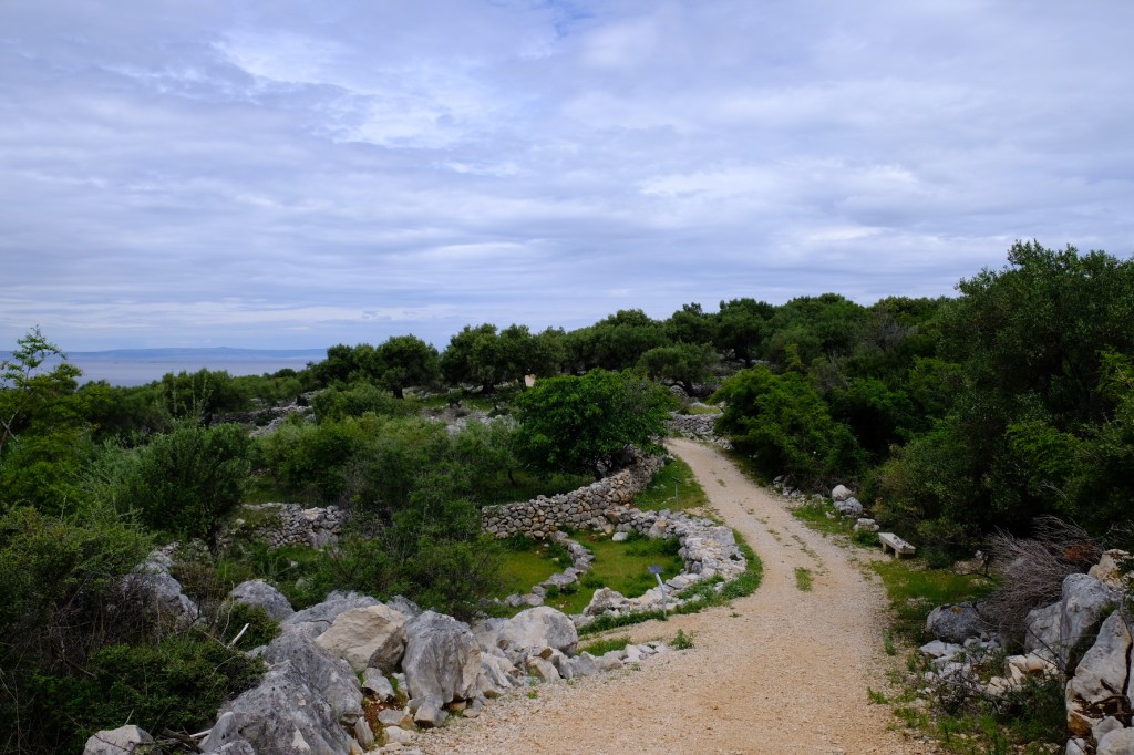 Olivengärten von Lun (Insel&nbsp;Pag)