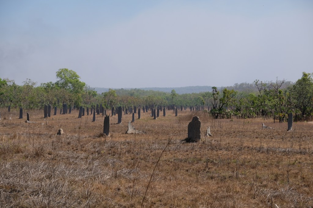 Litchfield NP: „Magnetische“ Termiten?