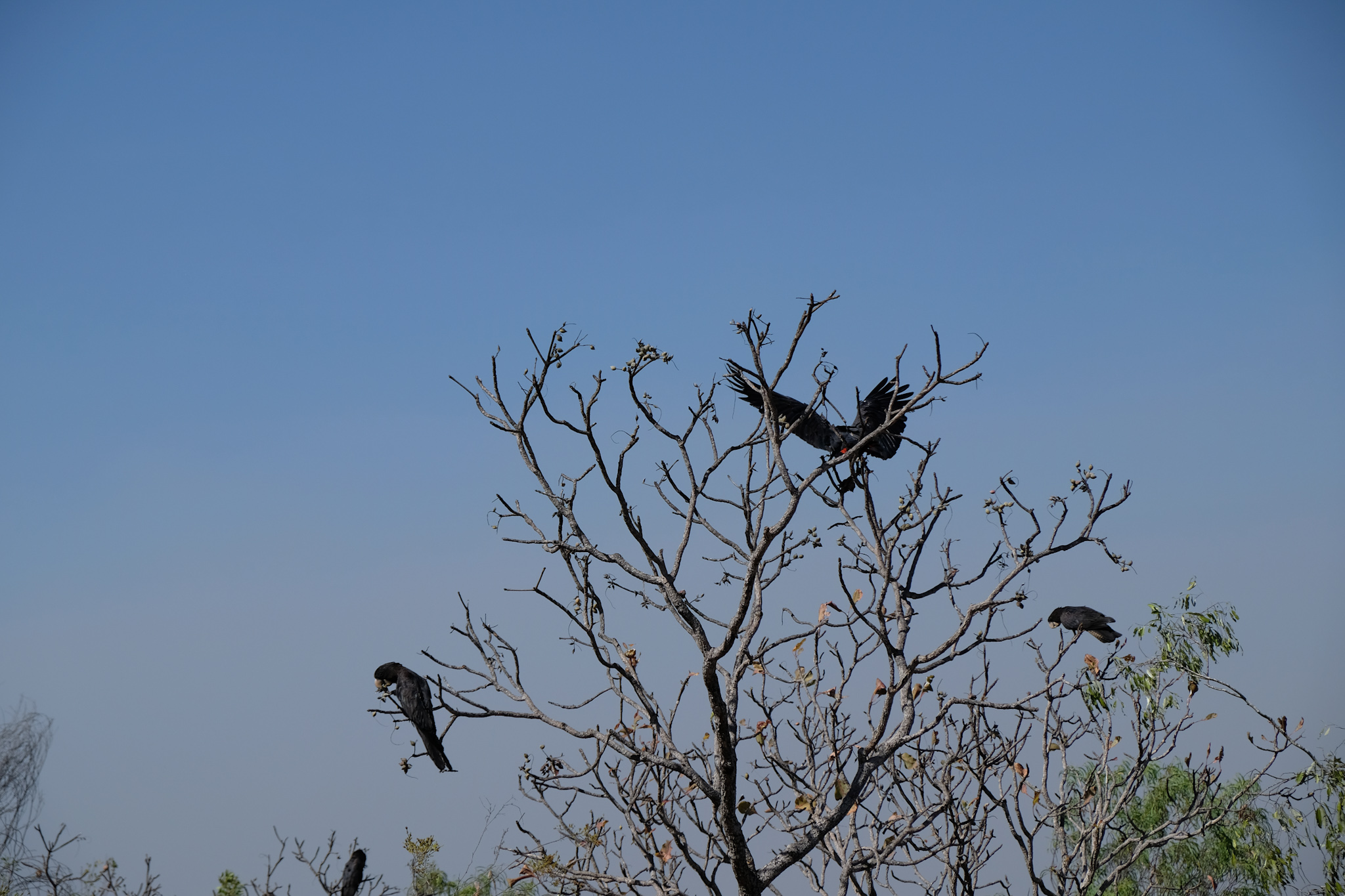 Black Cockatoos (Wangi Falls)