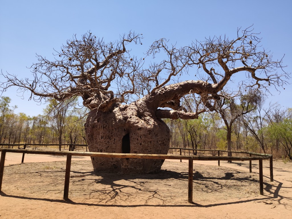 Boab Prison Tree bei&nbsp;Derby