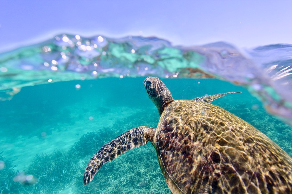 Faszinierende Tierwelt im Ningaloo Reef