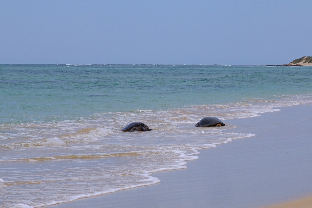 Die Paarungszeit der Schildkröten an der Ningaloo Coast hat begonnen!