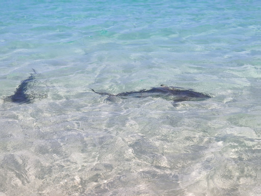 Im Kindergarten der Riffhaie in Coral&nbsp;Bay