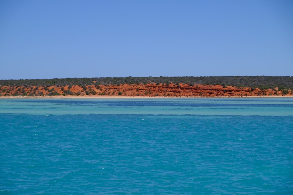 Dugongs im Shark Bay Marine Park auf einer Katamaran-Tour&nbsp;entdecken