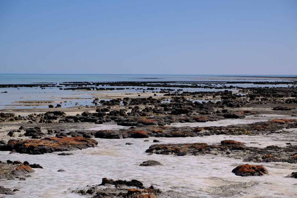Extremste Lebensbedingungen ermöglichen in Hamelin Pool eine sehr erfolgreiche Muschel und einen Einblick in ururalte Lebenswelten
