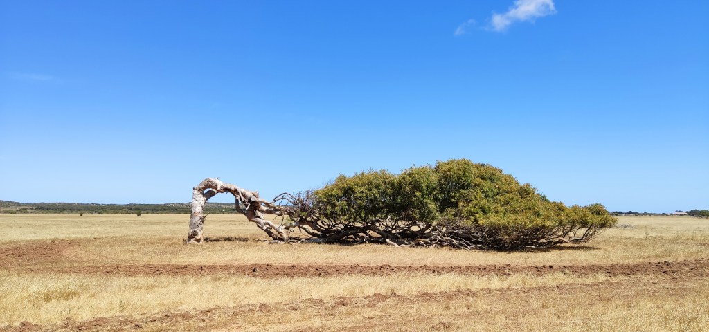 Die schiefen Bäume von Greenough
