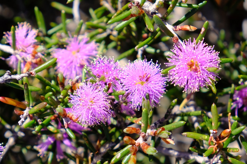 Im Fitzgerald River NP sind die Pflanzen (und Tiere) die eigentlichen Stars