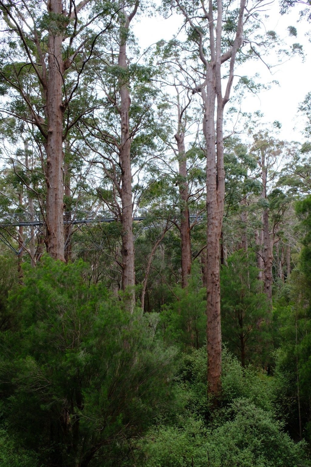 Die Walpole Wilderness entdecken