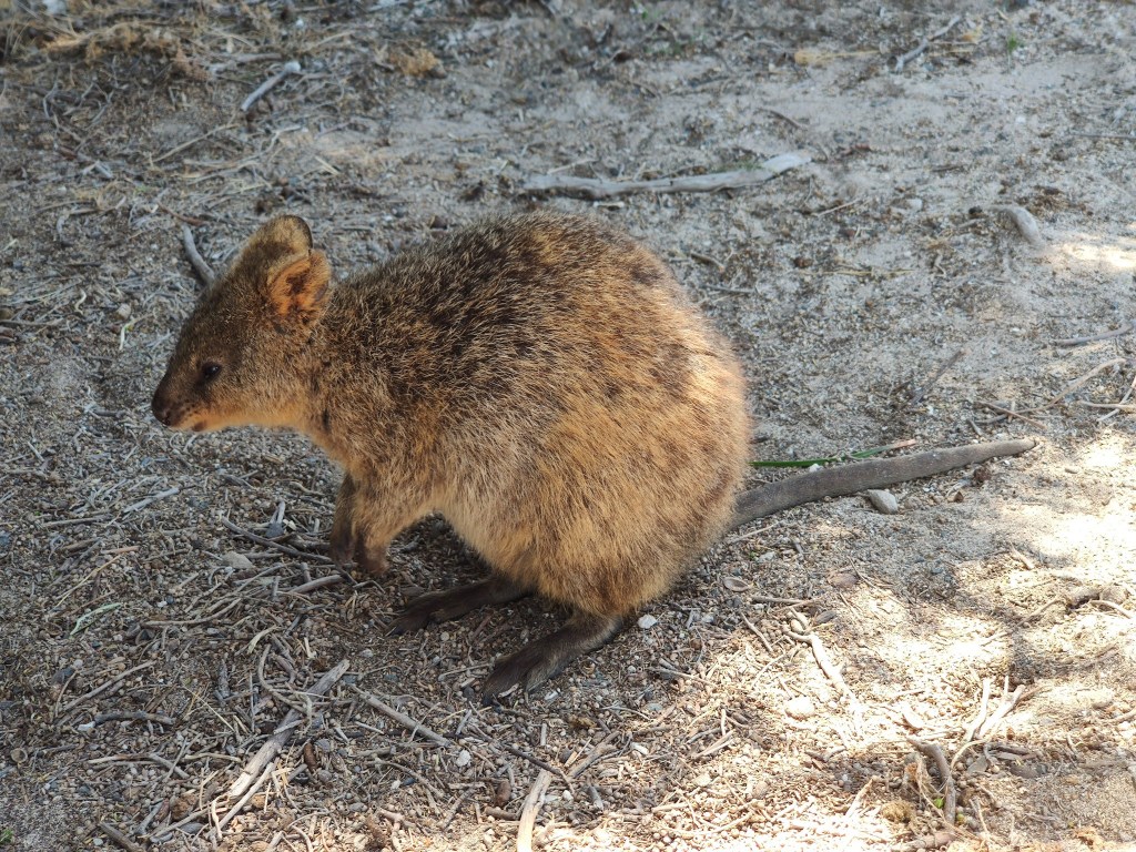 Rottnest Island mit dem Fahrrad&nbsp;erkunden