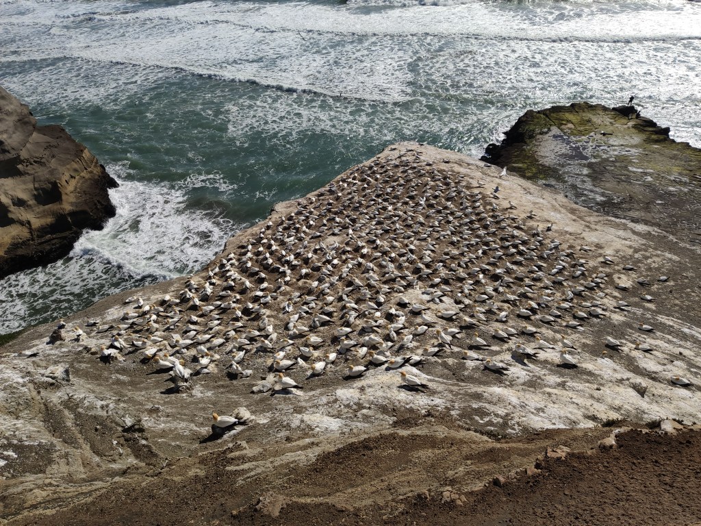 Glühwürmchen und Tölpel: Das tierische Kontrastprogramm eines&nbsp;Tages