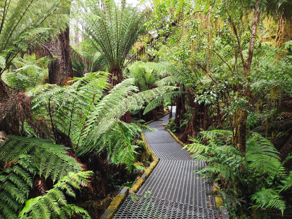 Regen im Regenwald (des Great Otway&nbsp;NP)