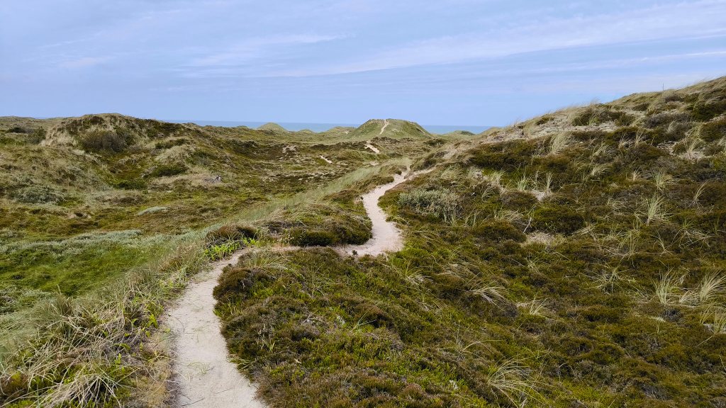 Vom Wind durchgelüftet auf einer Rundwanderung bei Vorupør im Nationalpark&nbsp;Thy