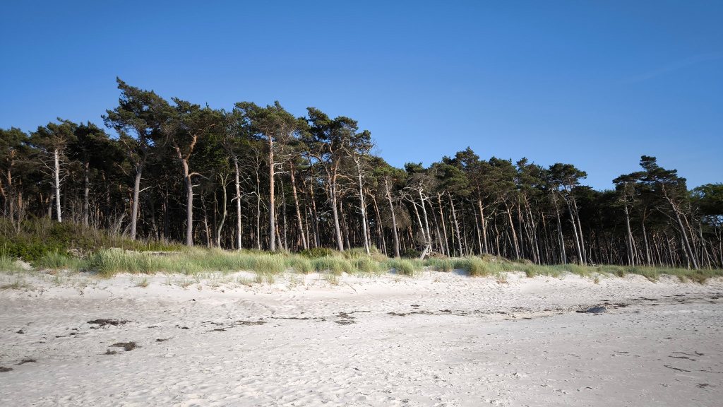 Der legendäre Darsser Weststrand im warmen Licht des späten Nachmittags