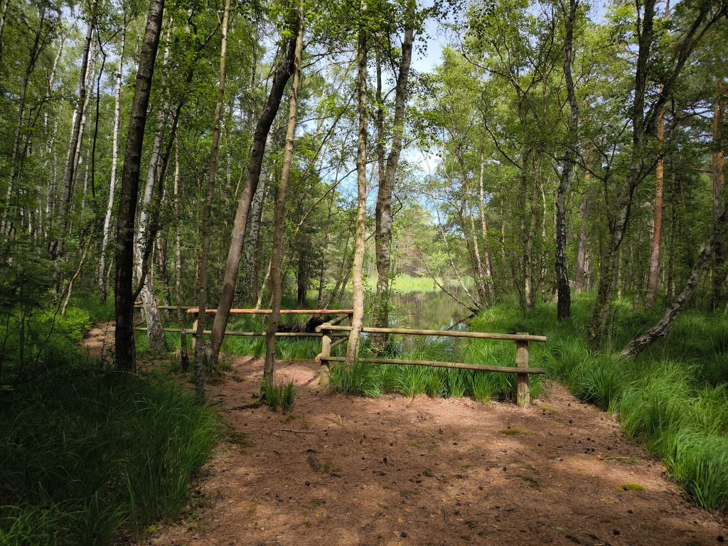Rundwanderung mit Meer und Moor: Weitläufiger Ostseestrand, renaturiertes Ribnitzer Grosses Moor und viel Wald