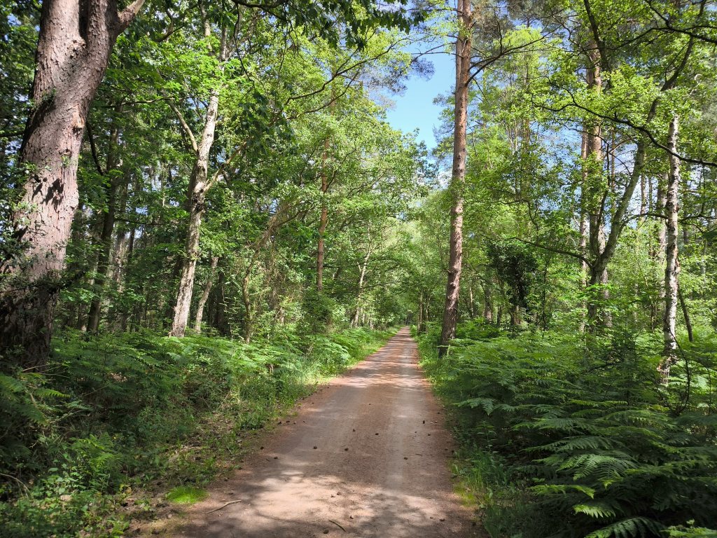Boddenblick- und Waldrunde zwischen Born und Wieck wegen stürmischem Nordwestwind