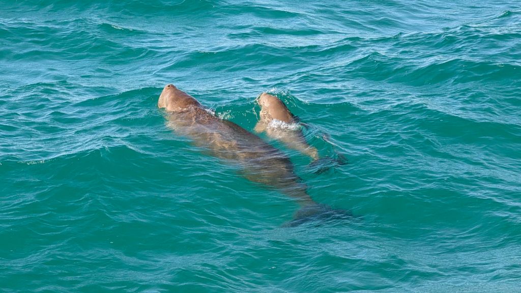 Shark Bay / Gathaagudu – Spektakuläre Naturwunder zwischen ockerfarbigen, ursprünglichen Landschaften und türkisem Wasser voller&nbsp;Leben