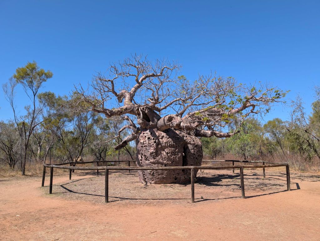 Boab Trees (Affenbrotbäume): Eines der Wahrzeichen des Kimberley auf einem Walk der Birdwood Downs Station bewundern und&nbsp;kennenlernen