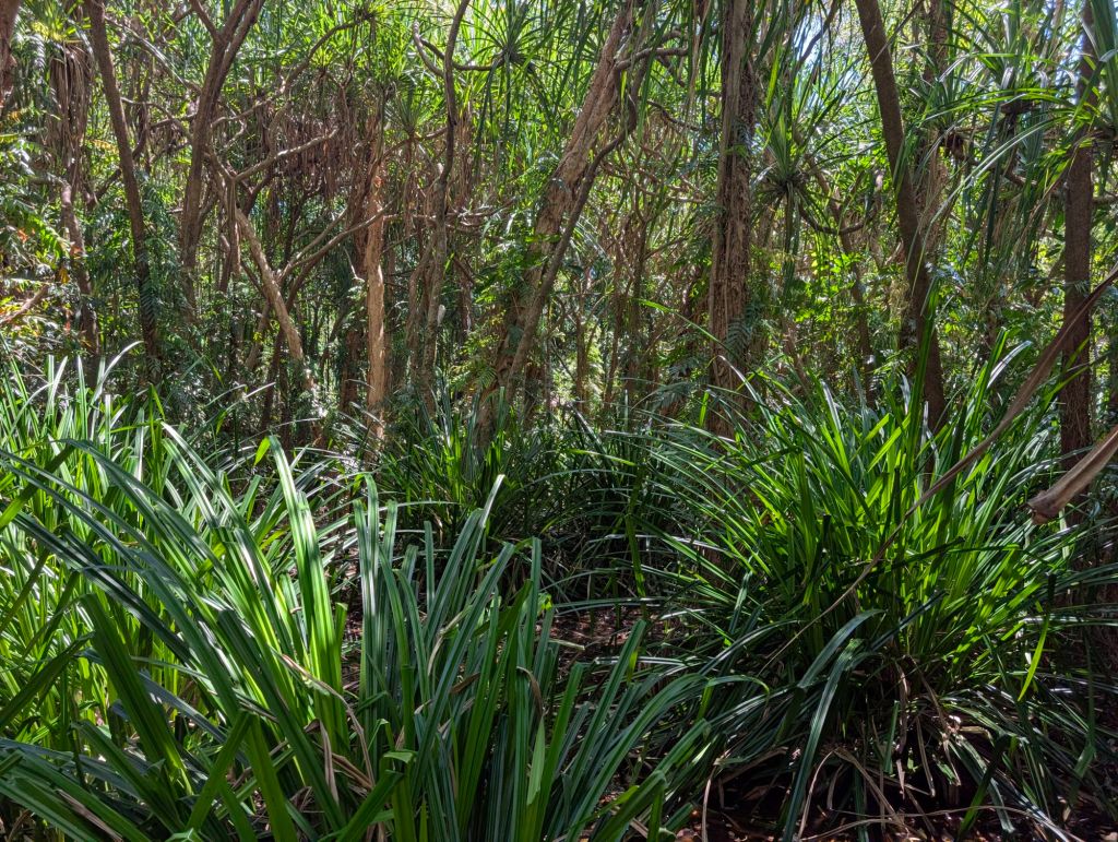 Daintree NP und Umgebung von Cairns: Auf der Suche nach dem schönsten Regenwalderlebnis